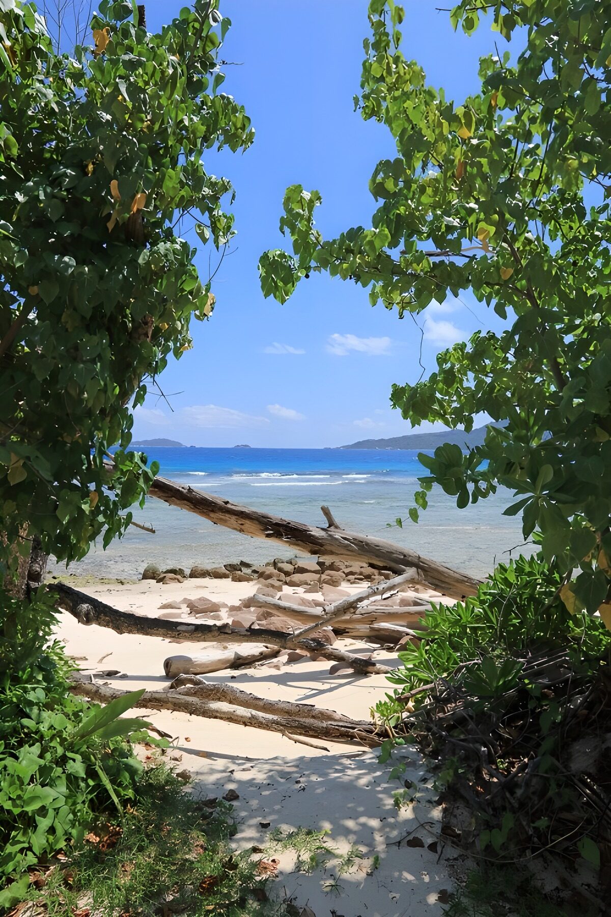 OCUK82855: Serene Beach View Through Trees