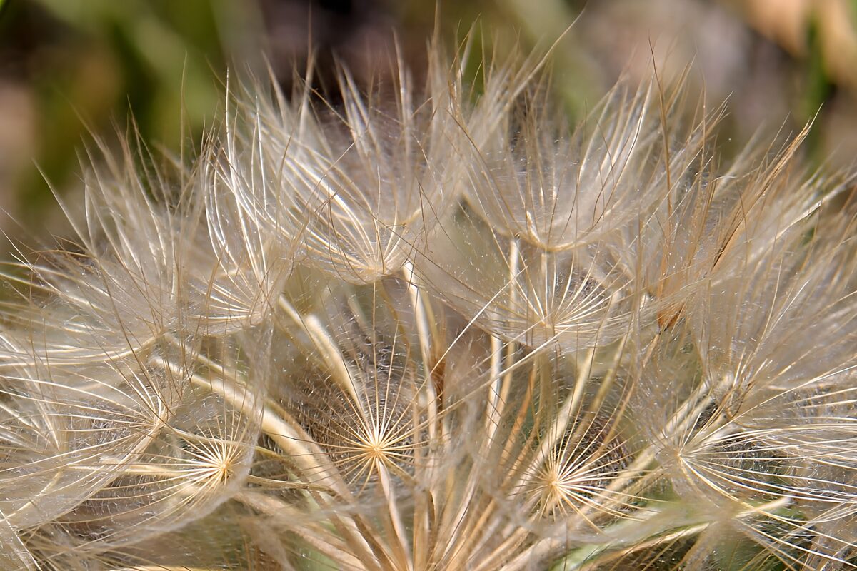 Delicate Seeds in Nature’s Embrace