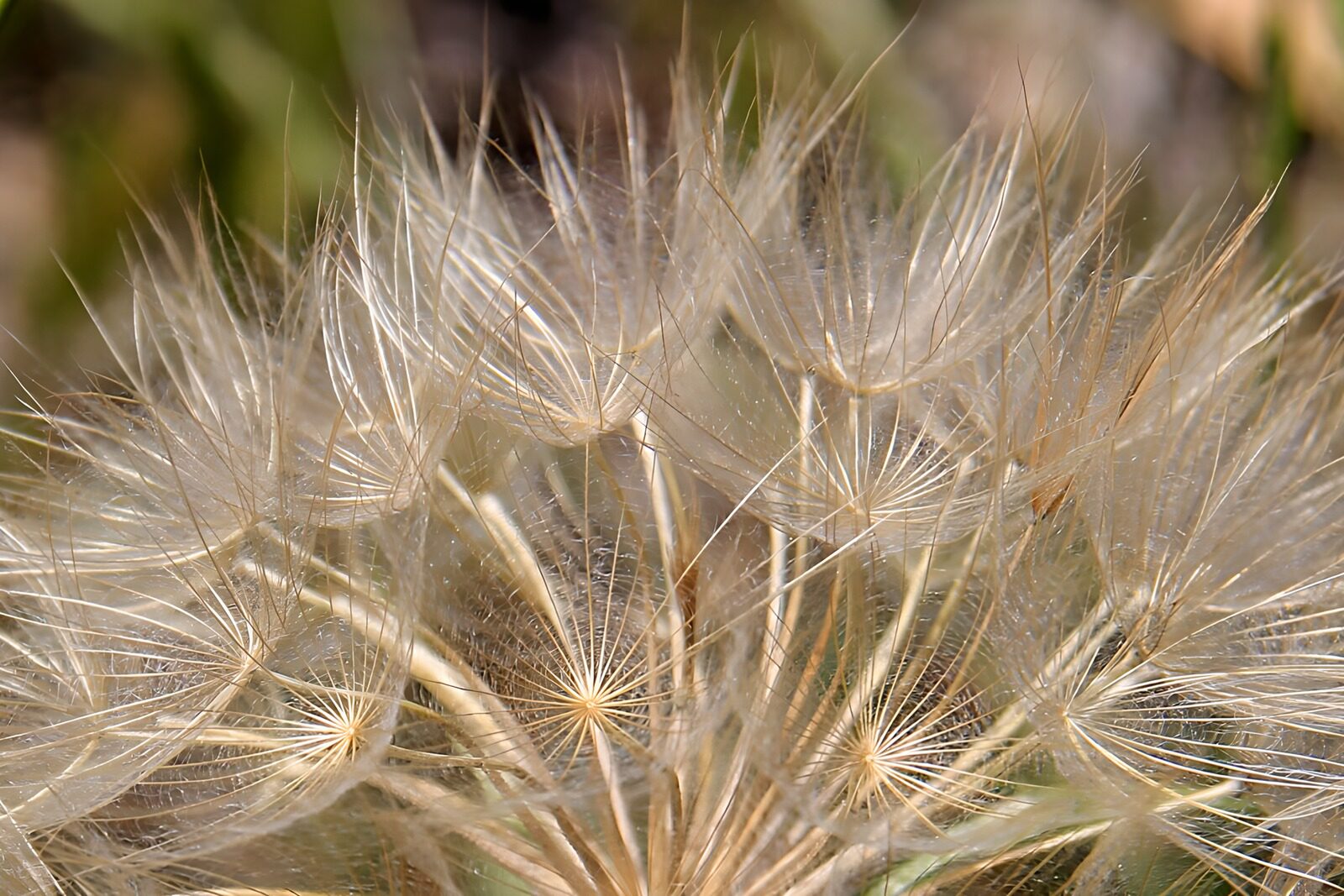 OCUK12374: Delicate Seeds in Nature’s Embrace
