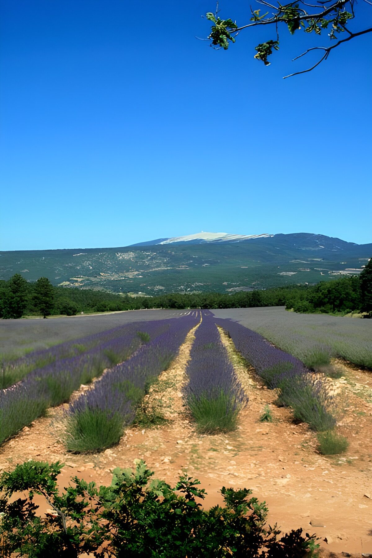 OCUK86703: Lavender fields  1