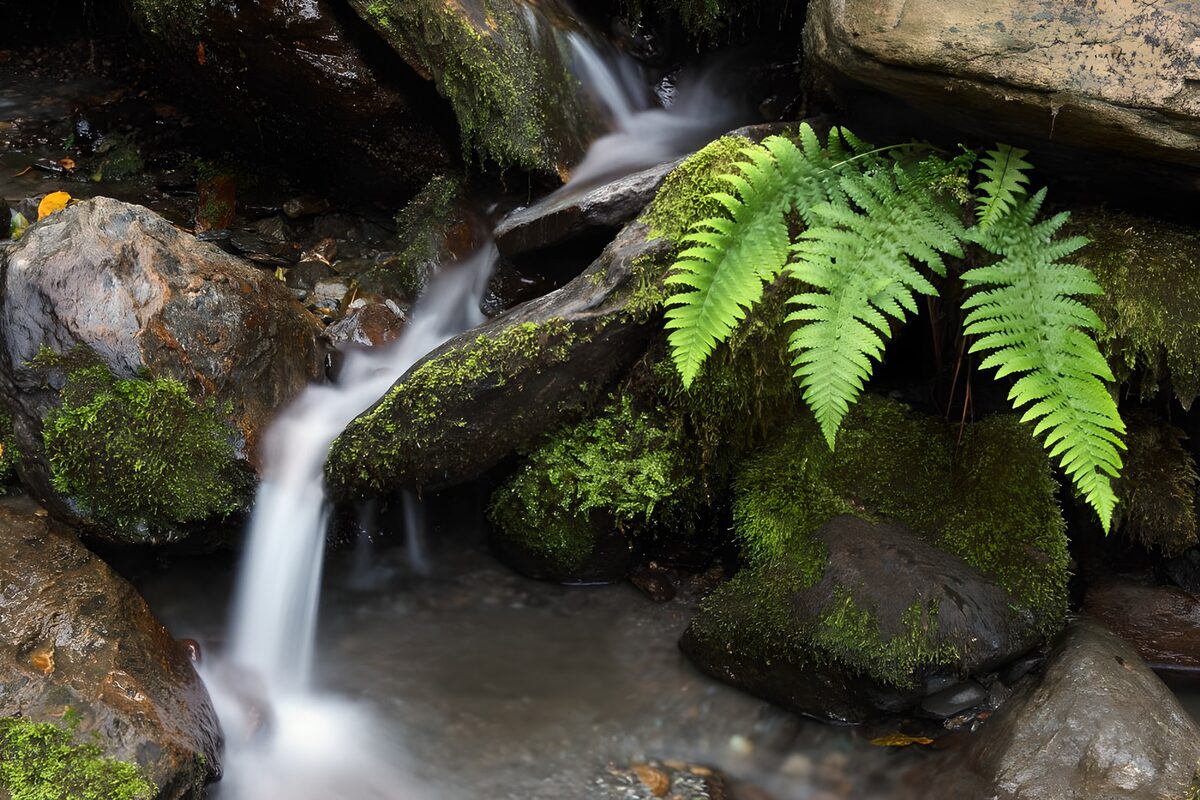 OCUK94820: Serene Stream Amidst Verdant Rocks