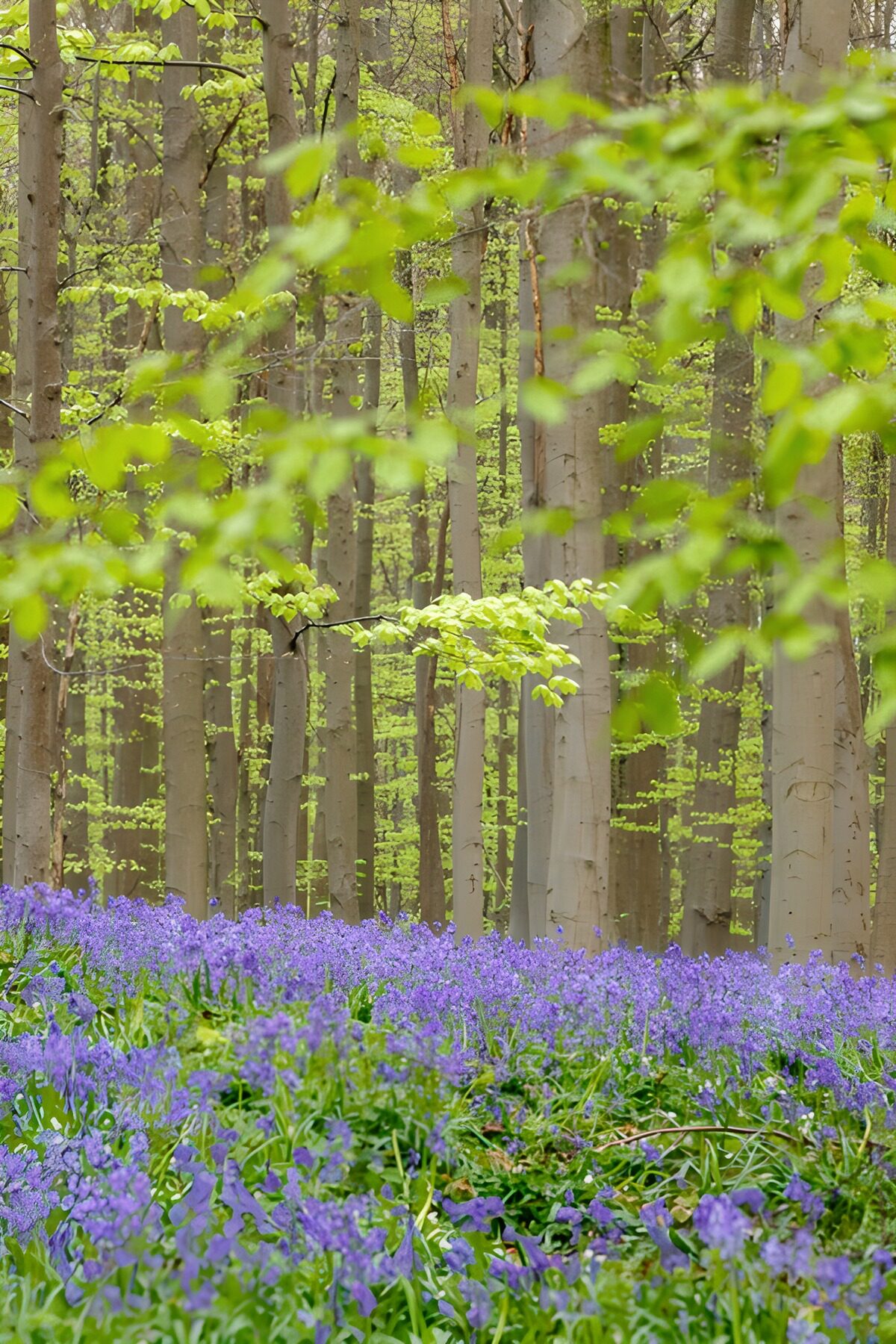 OCUK14717: Enchanted Forest with Bluebell Blooms