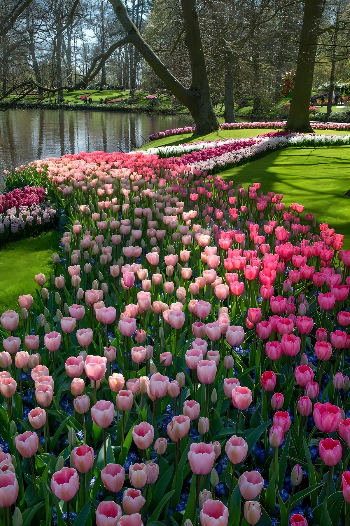 OCUK40122: Blossom Serenity: Tulips by the Lake