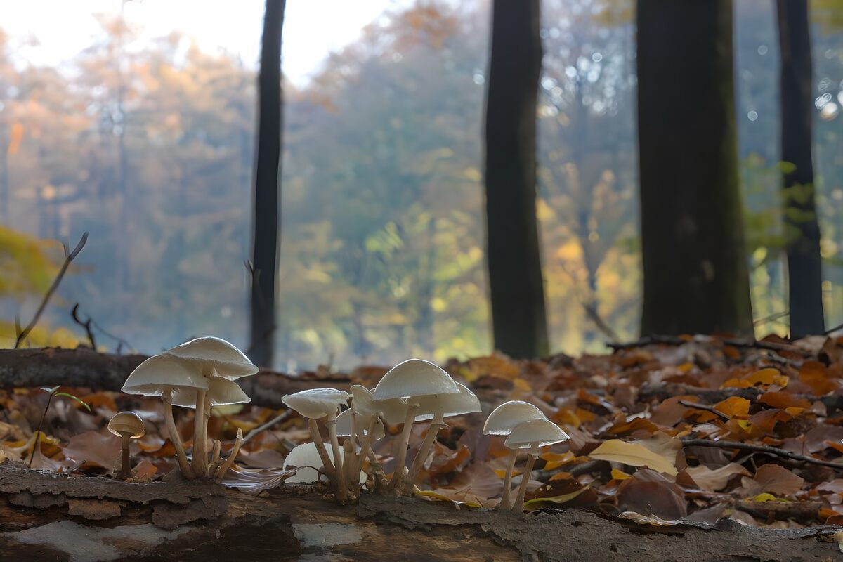 Porcelain fungi on a tree trunk