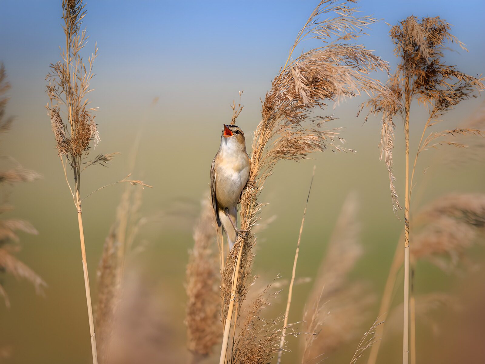 OCUK12970: Bird Among Reeds