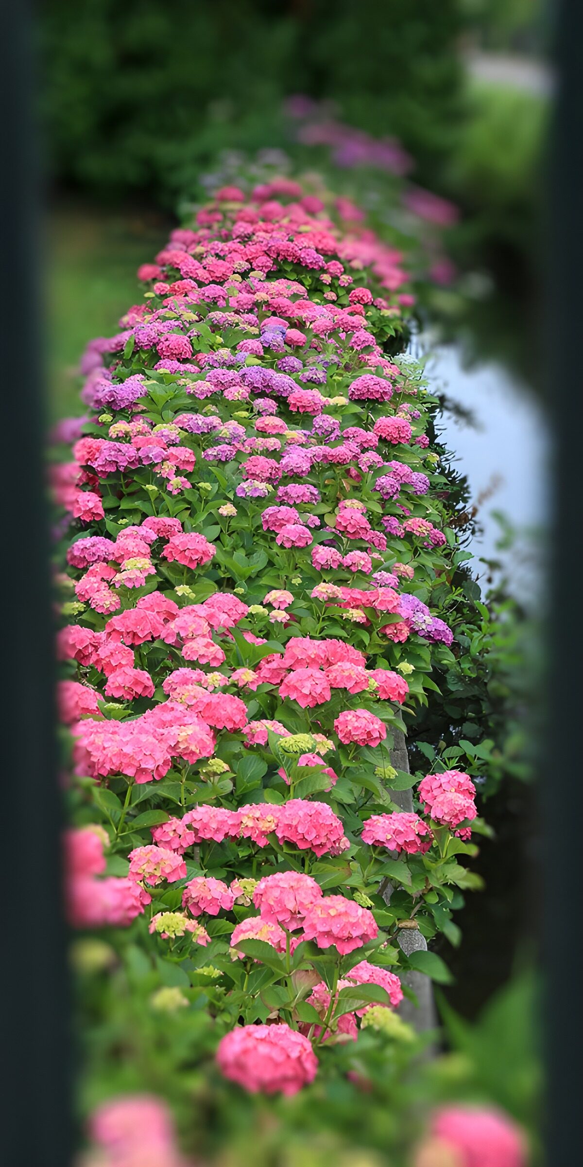 OCUK91152: Colorful Hydrangeas by the Water