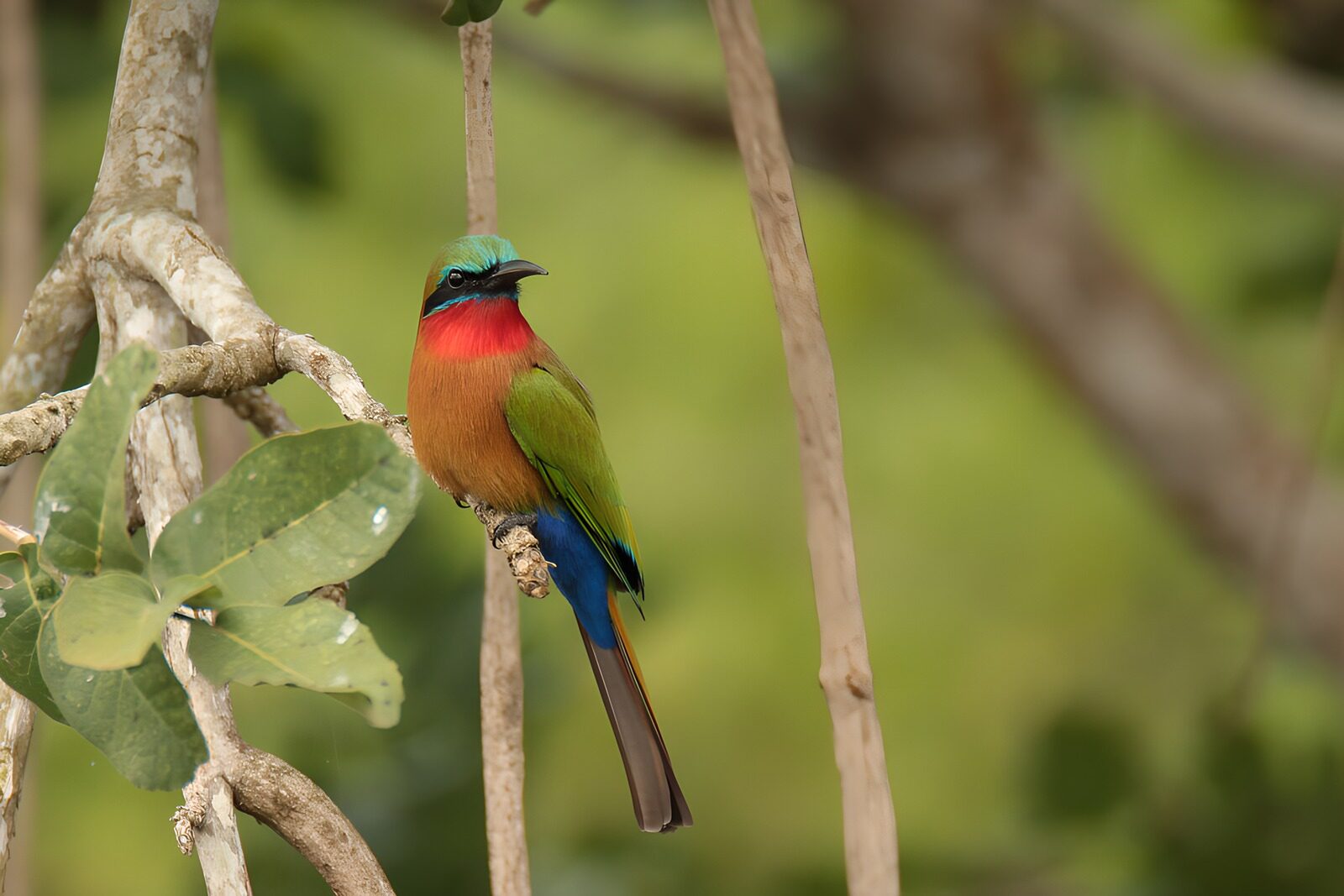 OCUK53598: Colorful Bird on a Branch