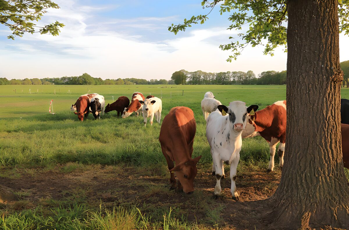 OCUK37751: Cattle Grazing in a Sunny Meadow