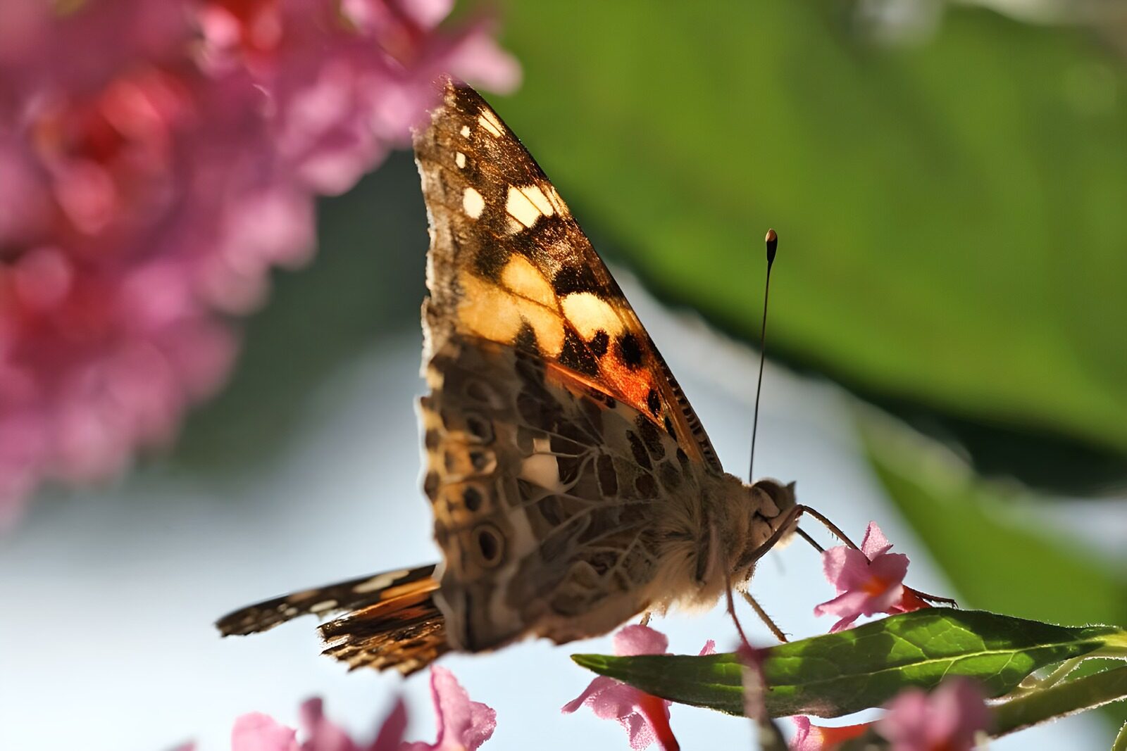 OCUK48965: Butterflies 14