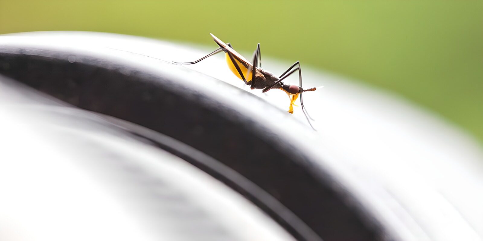 OCUK98381: A Close Encounter with a Mosquito