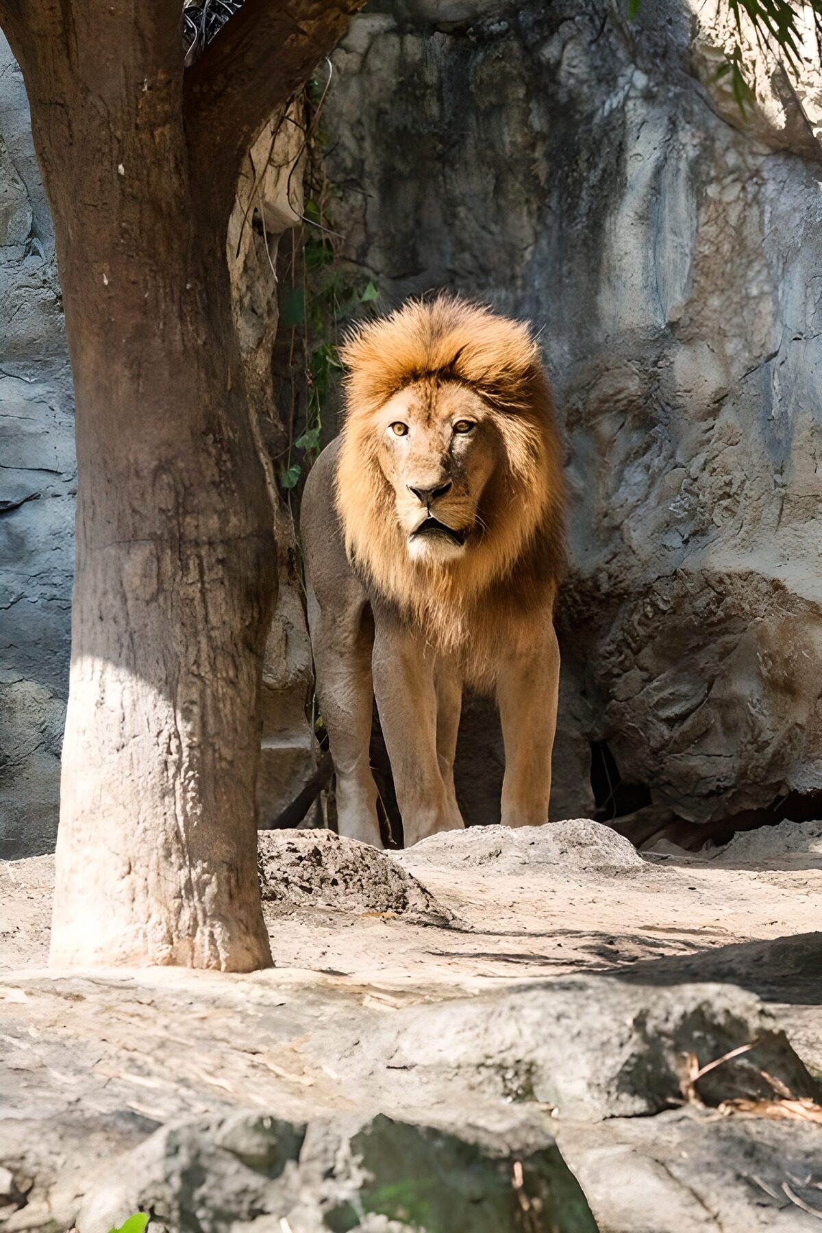 OCUK57714: Majestic Lion in its Habitat