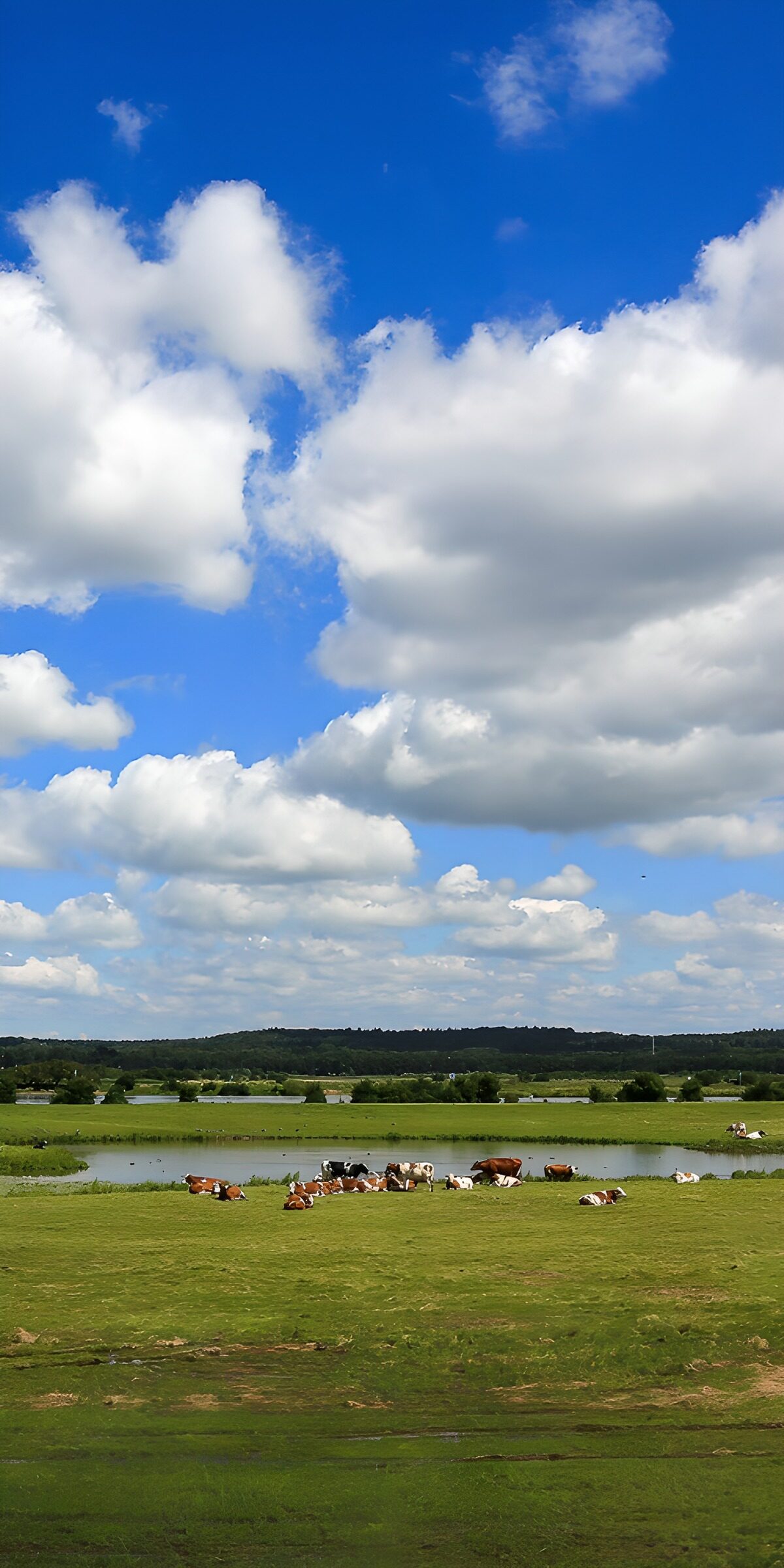 OCUK30085: Peaceful Pastures Under a Blue Sky