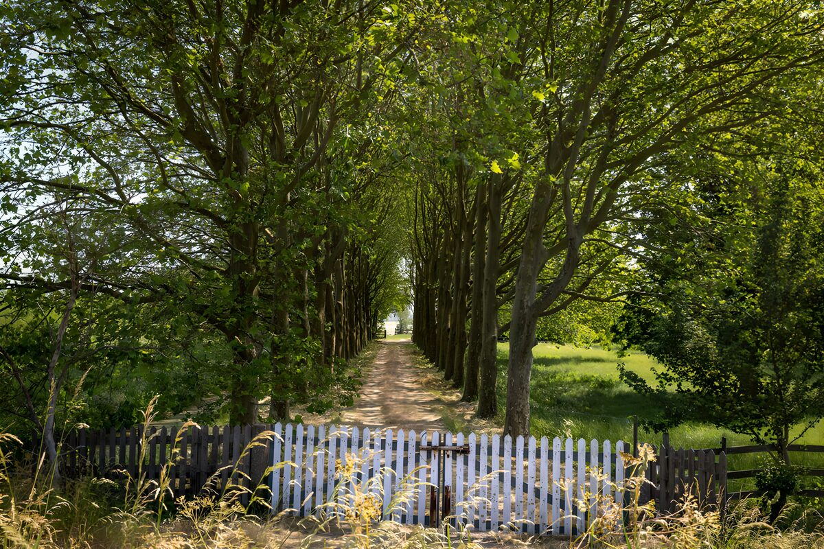 OCUK66336: Tranquil Pathway Through Lush Greenery