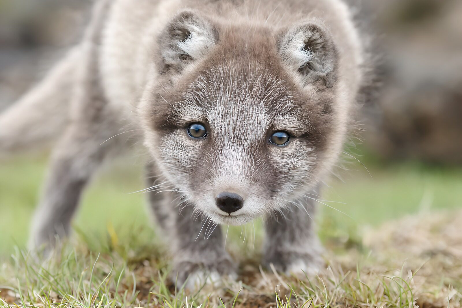OCUK88996: Arctic Fox Pup Exploring Its Habitat
