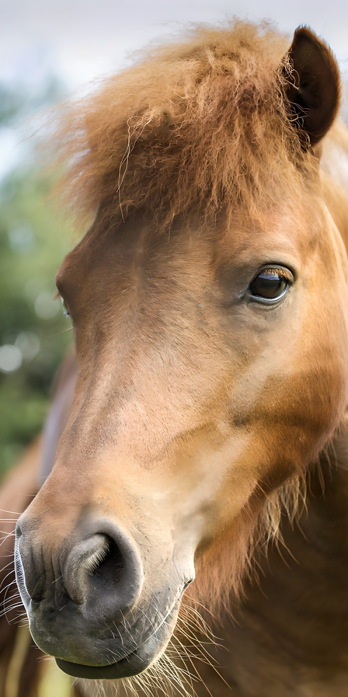 OCUK93773: Close-Up of a Playful Pony