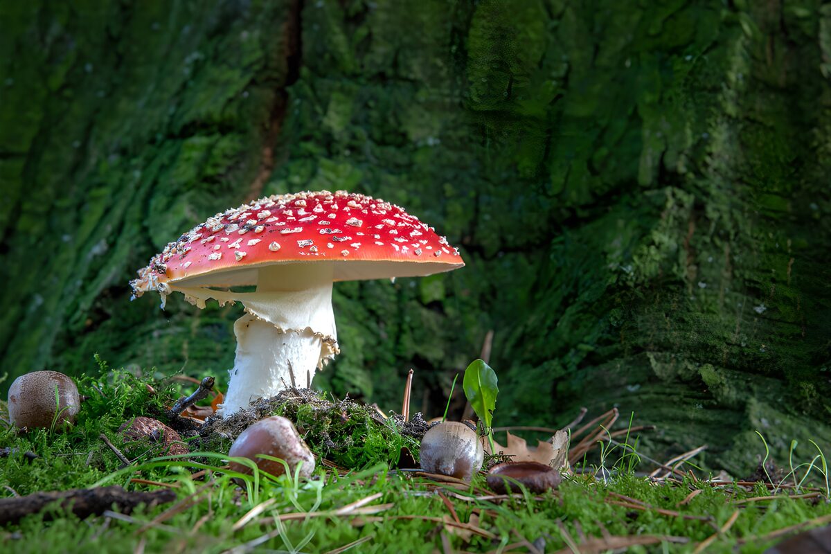 OCUK55080: Enchanted Red Toadstool in the Forest