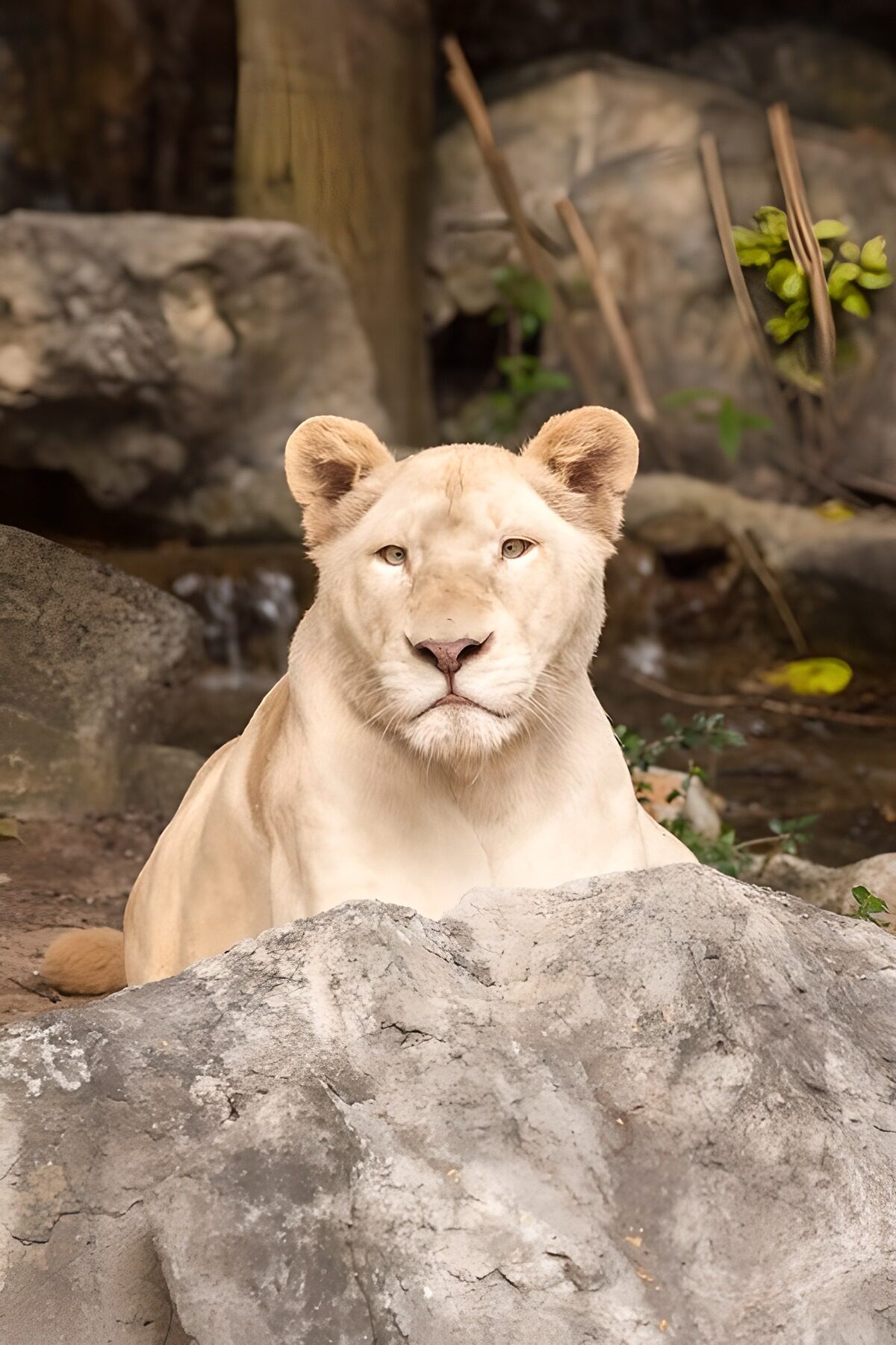 OCUK46630: Majestic White Lioness Resting