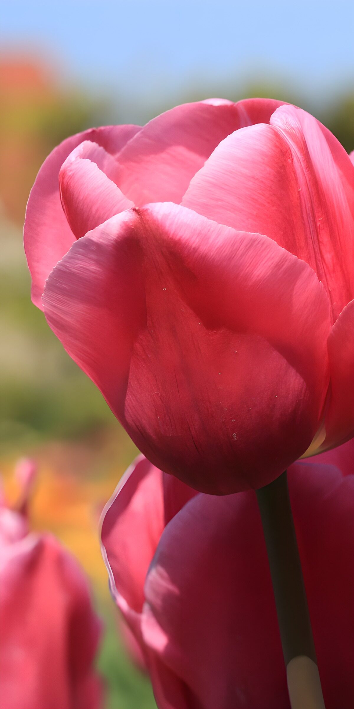 OCUK36528: Beautiful Pink Tulip in Bloom