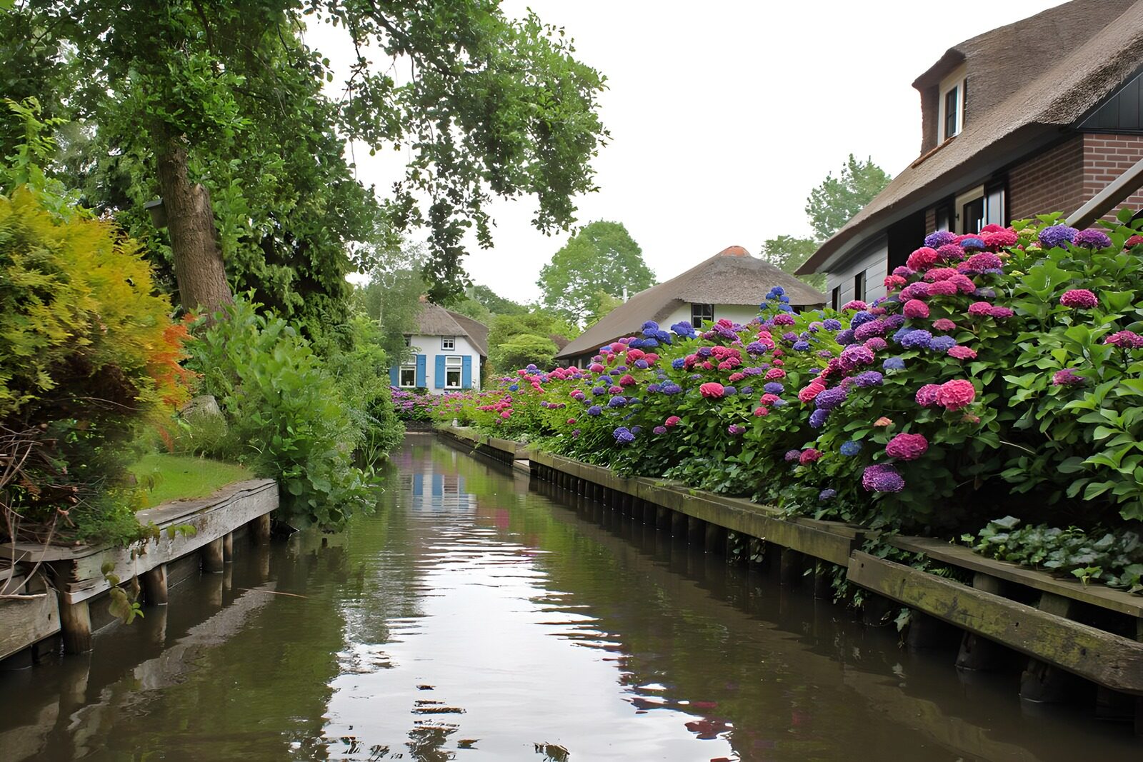 OCUK89345: Hortensia in Venice of the Netherlands: