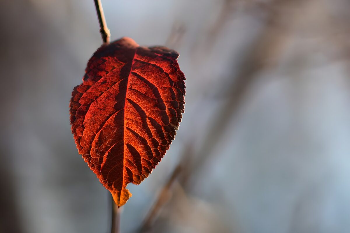 OCUK64832: Vibrant Autumn Leaf