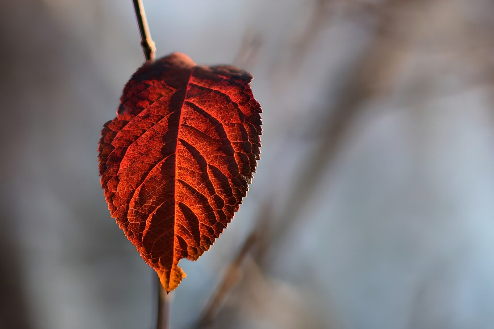 OCUK64832: Vibrant Autumn Leaf