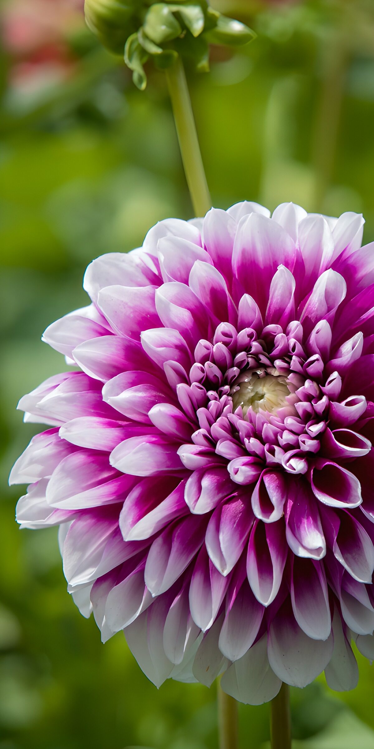 OCUK75521: Stunning Purple Dahlia Blossom
