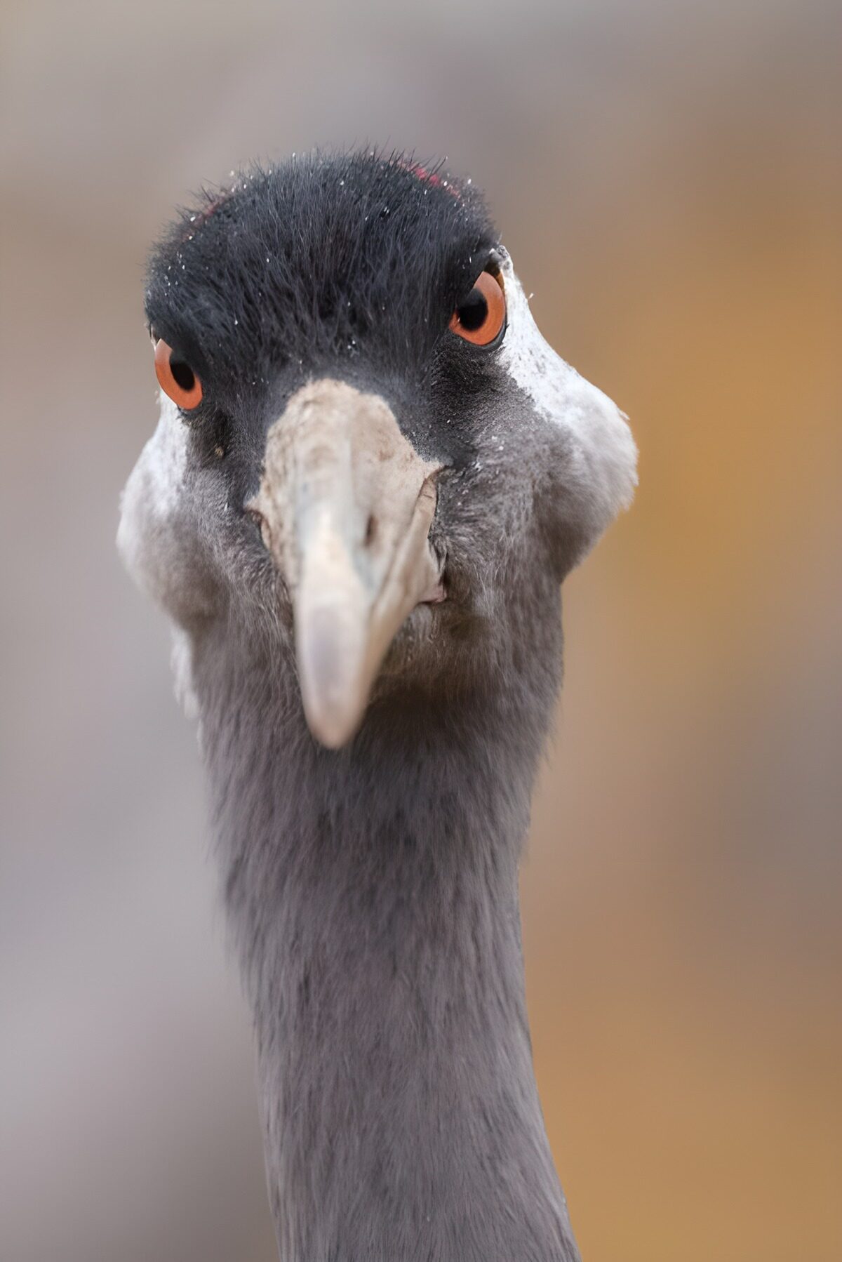 OCUK52829: Intense Gaze of a Crane