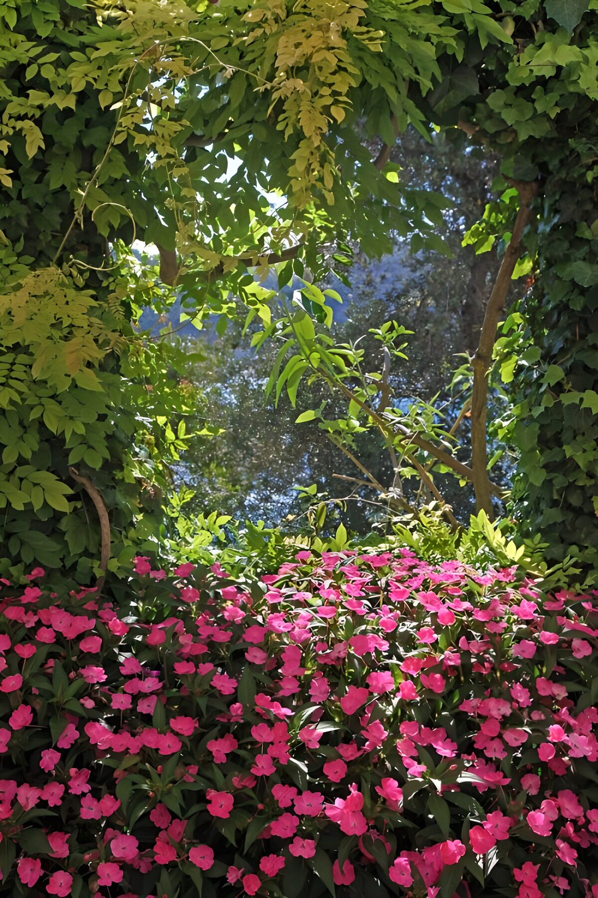 OCUK24610: Blossom Framed by Lush Greenery