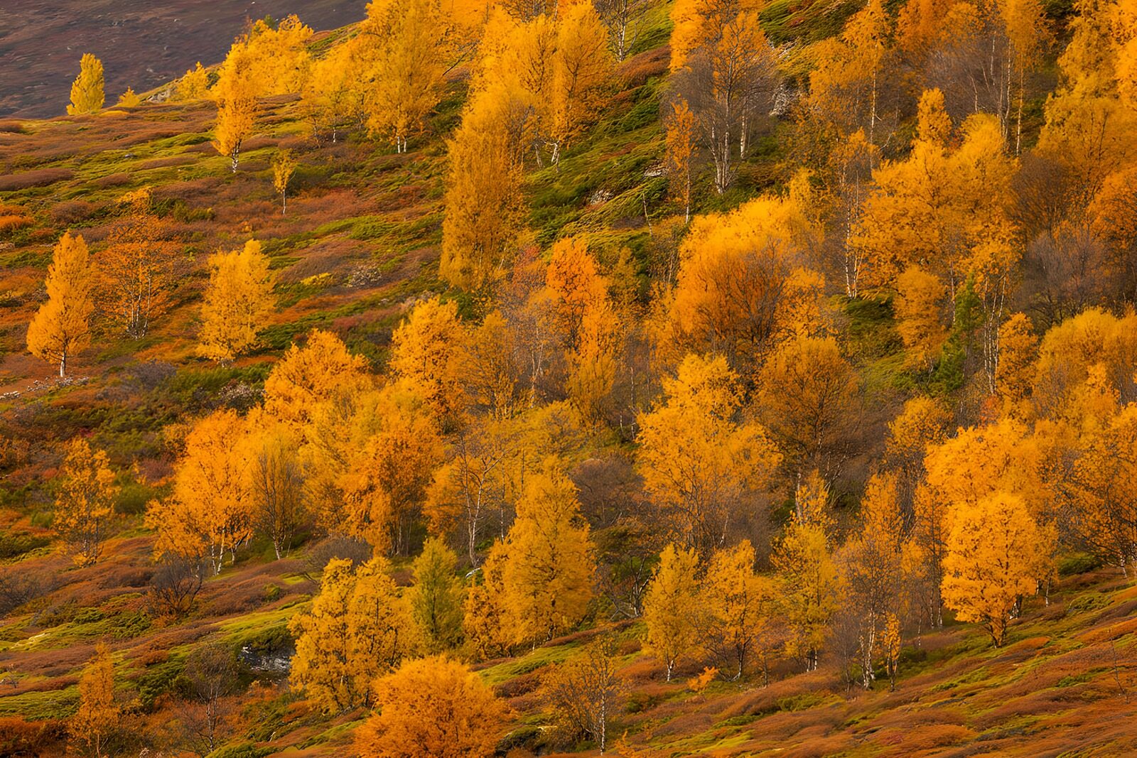 OCUK76163: Autumn Splendor in Golden Hues