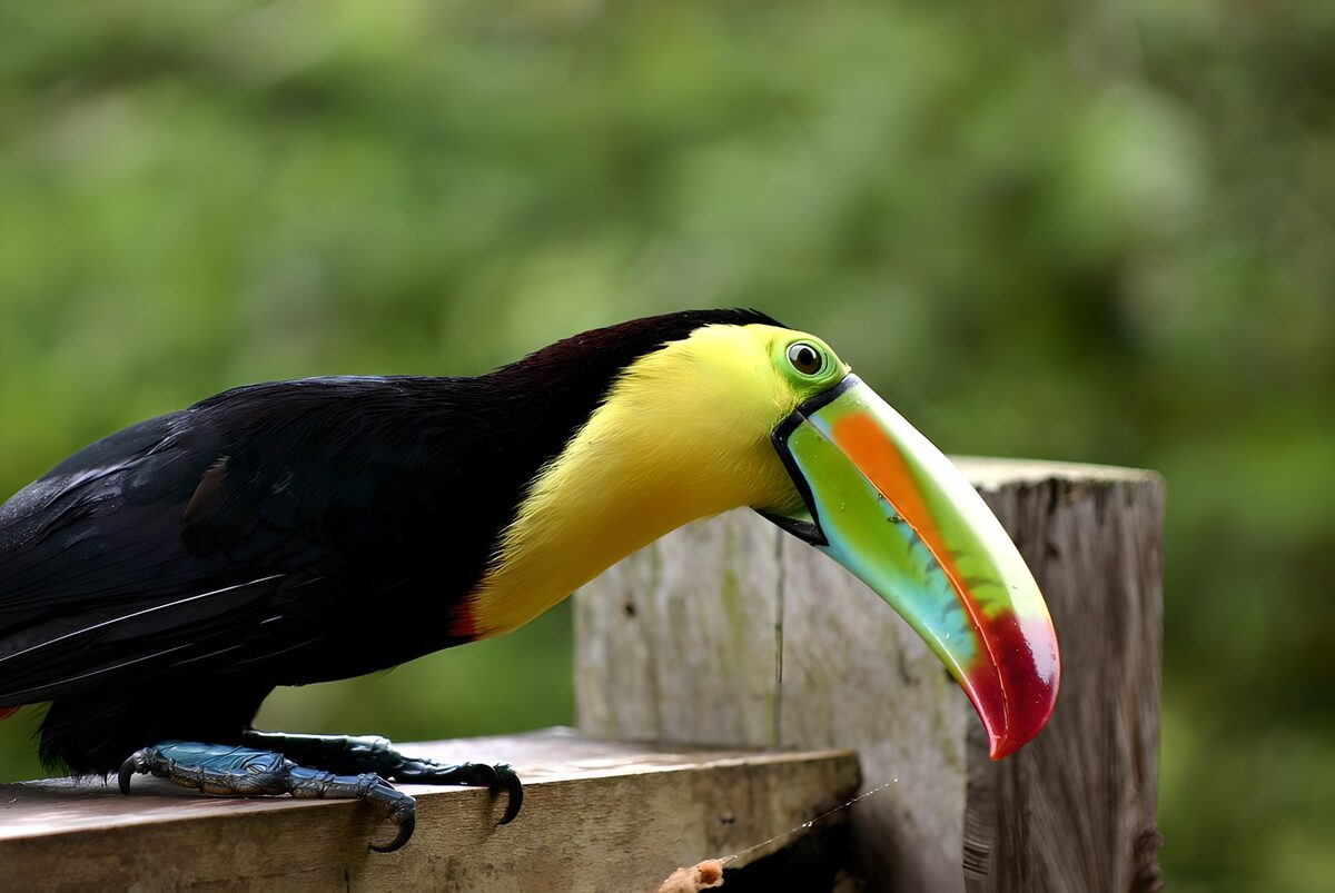 OCUK43266: Tucan on gate, Costs Rica