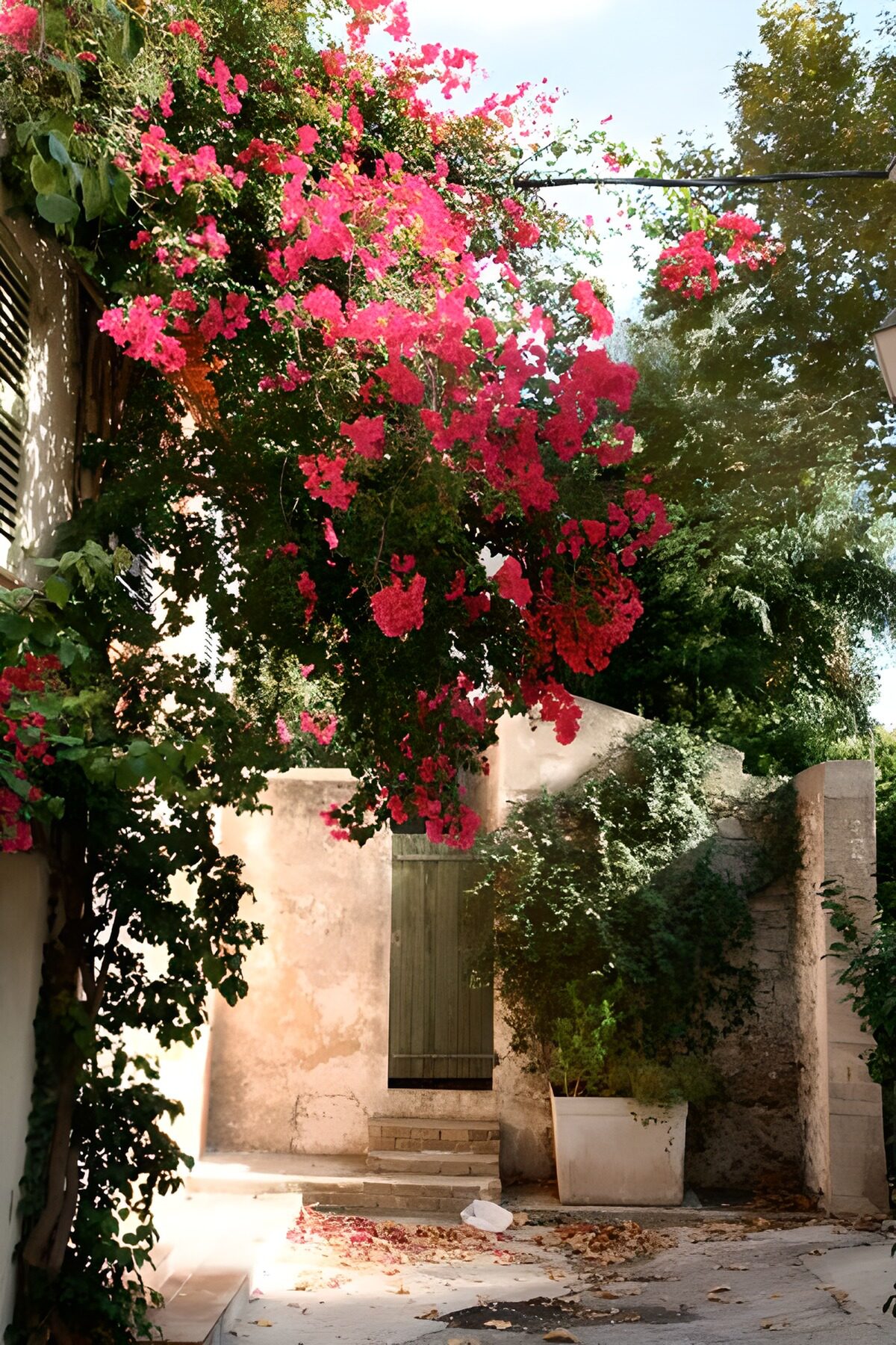 OCUK22308: Door in wall with hanging flowers