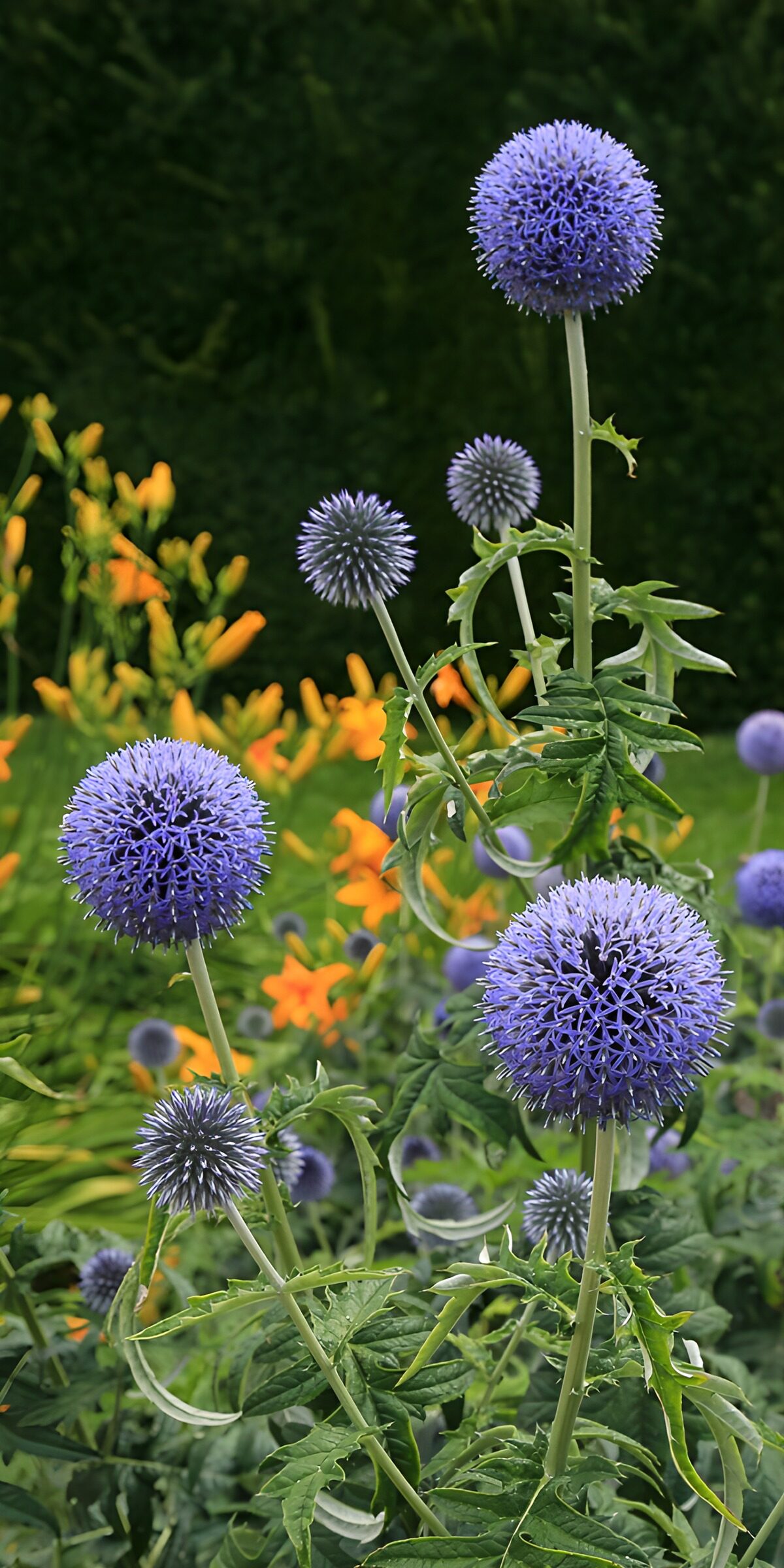 OCUK72831: Vibrant Blue Globe Thistles in Bloom