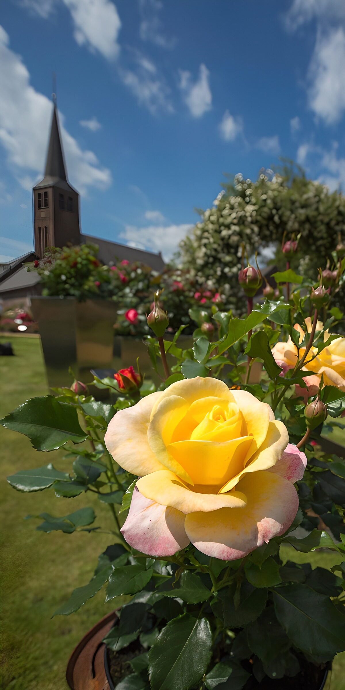 OCUK47310: Vibrant Yellow Rose in Bloom