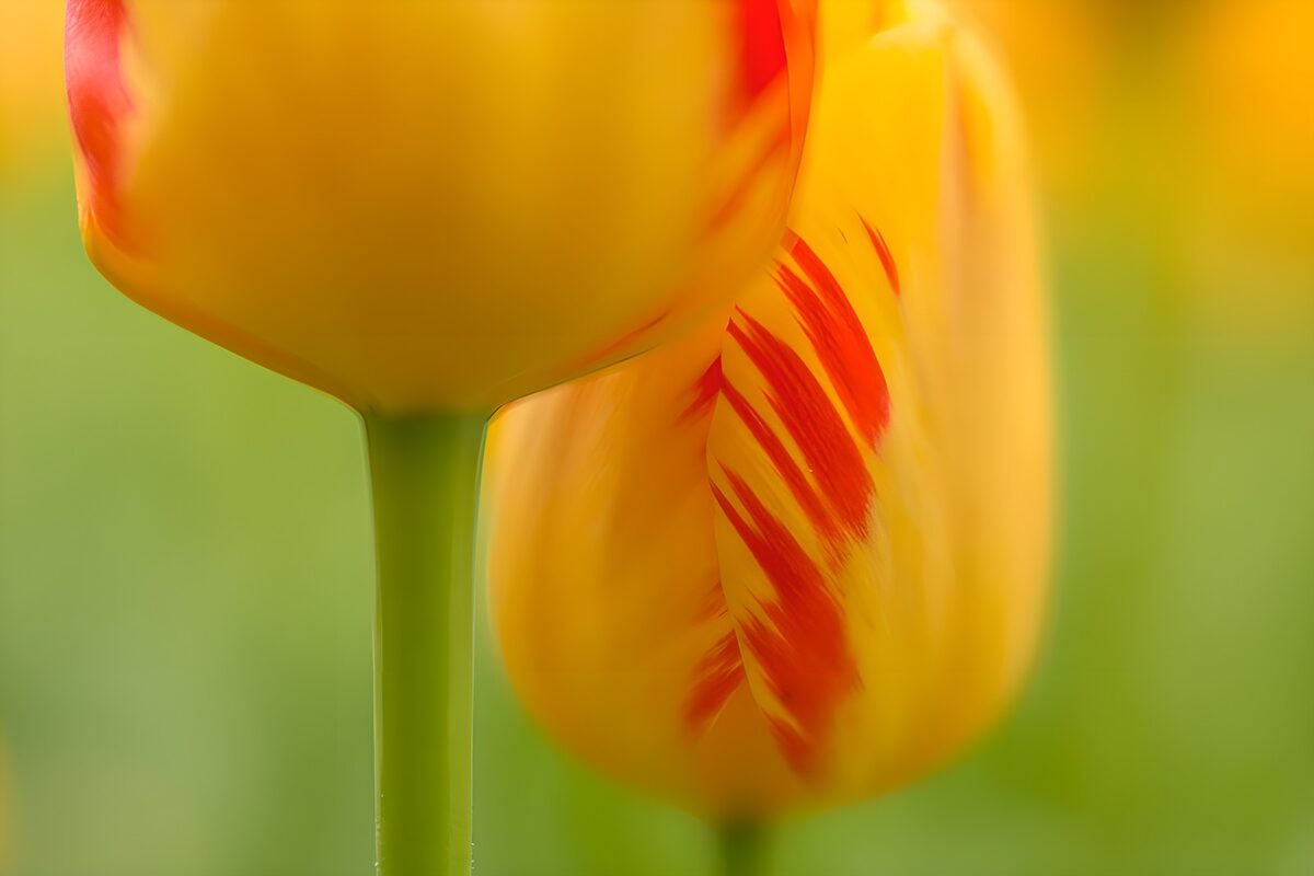 OCUK16885: Vibrant Tulips in a Garden