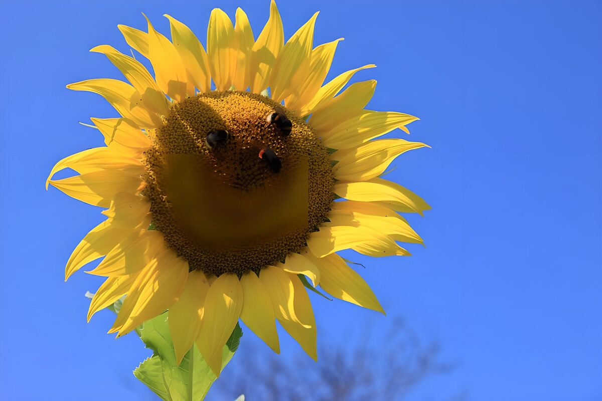 OCUK43518: Vibrant Sunflower with Bees