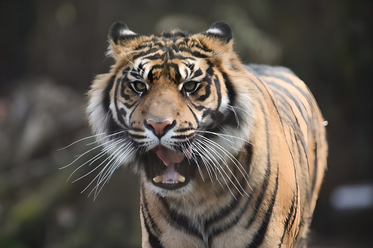 OCUK24232: Fierce Tiger in the Wild