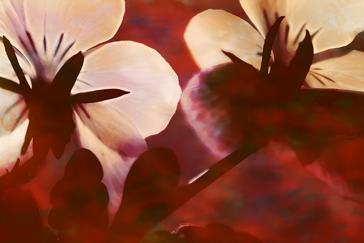 Flower photo 51