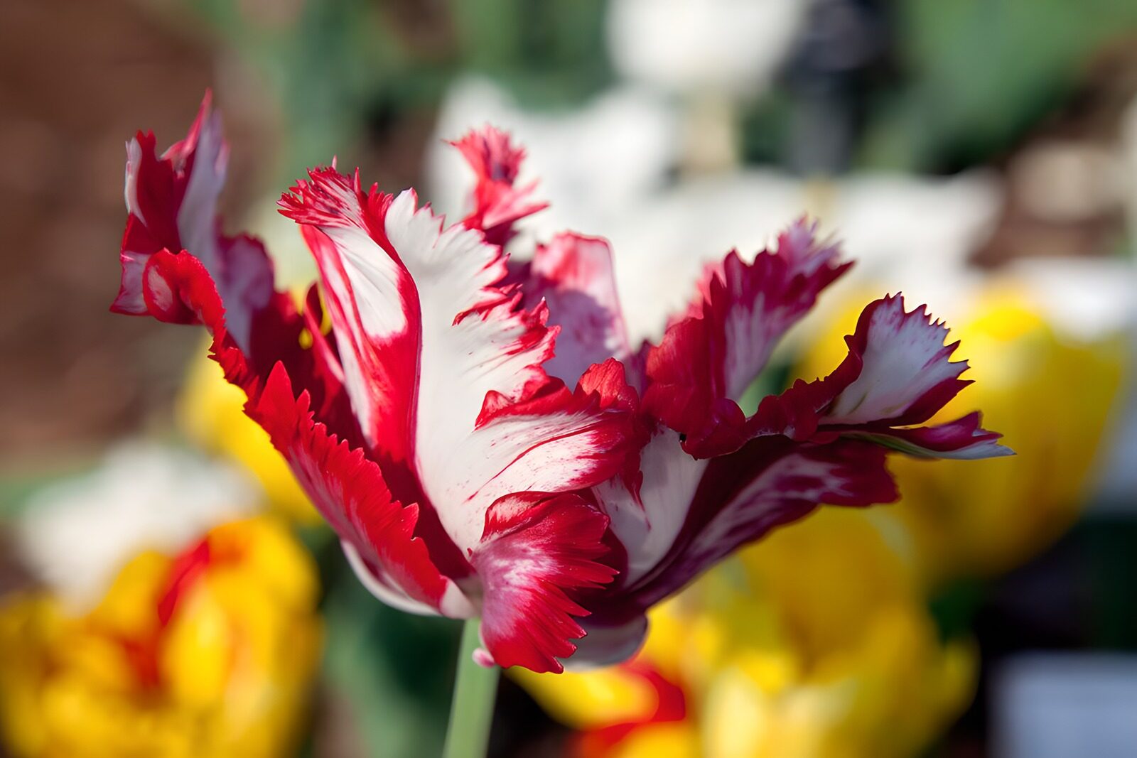 OCUK40378: Striking Red and White Tulip Bloom