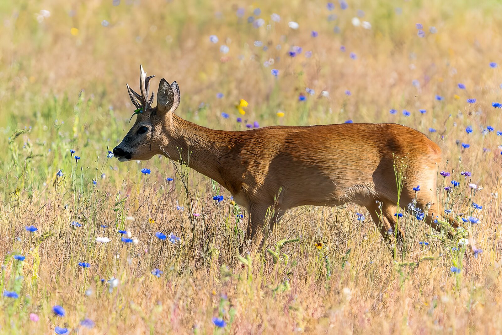 OCUK20976: Majestic Roe Deer in Blooming Meadow