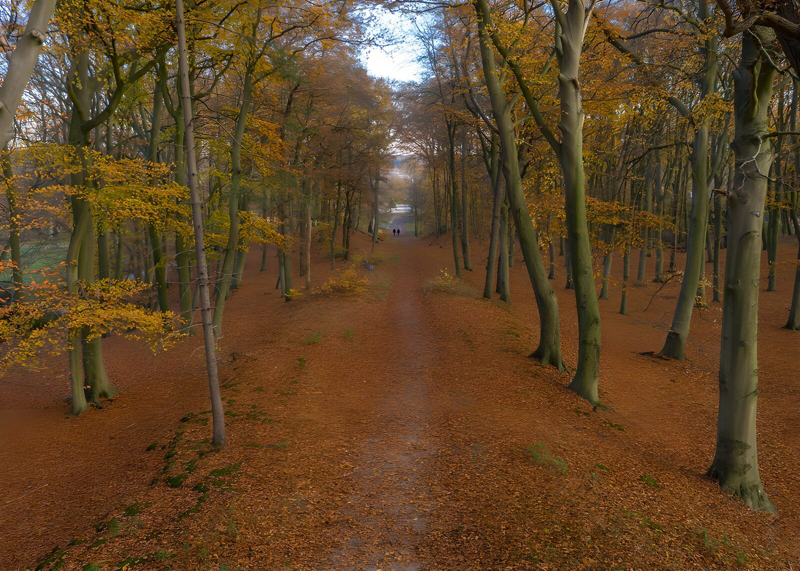 OCUK81669: Autumn Serenity in a Colorful Forest