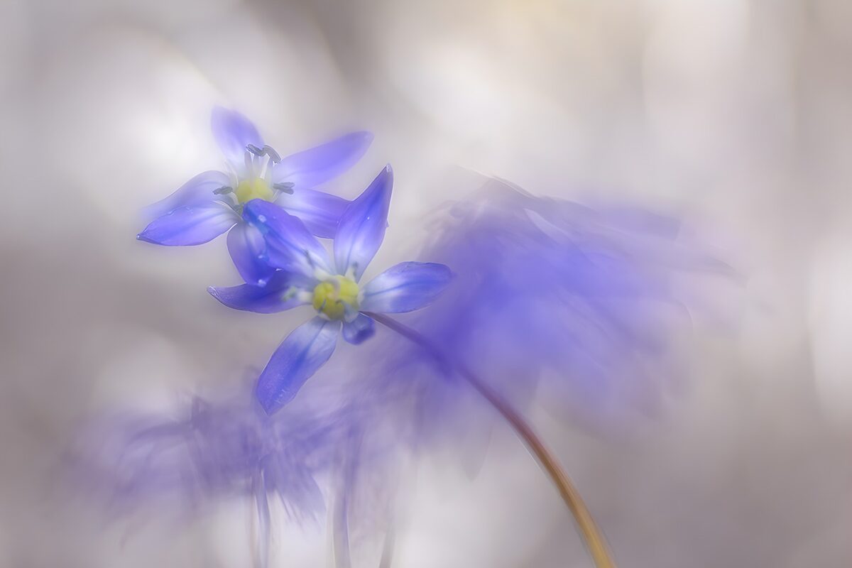 OCUK81136: Ethereal Blue Blossoms in Motion
