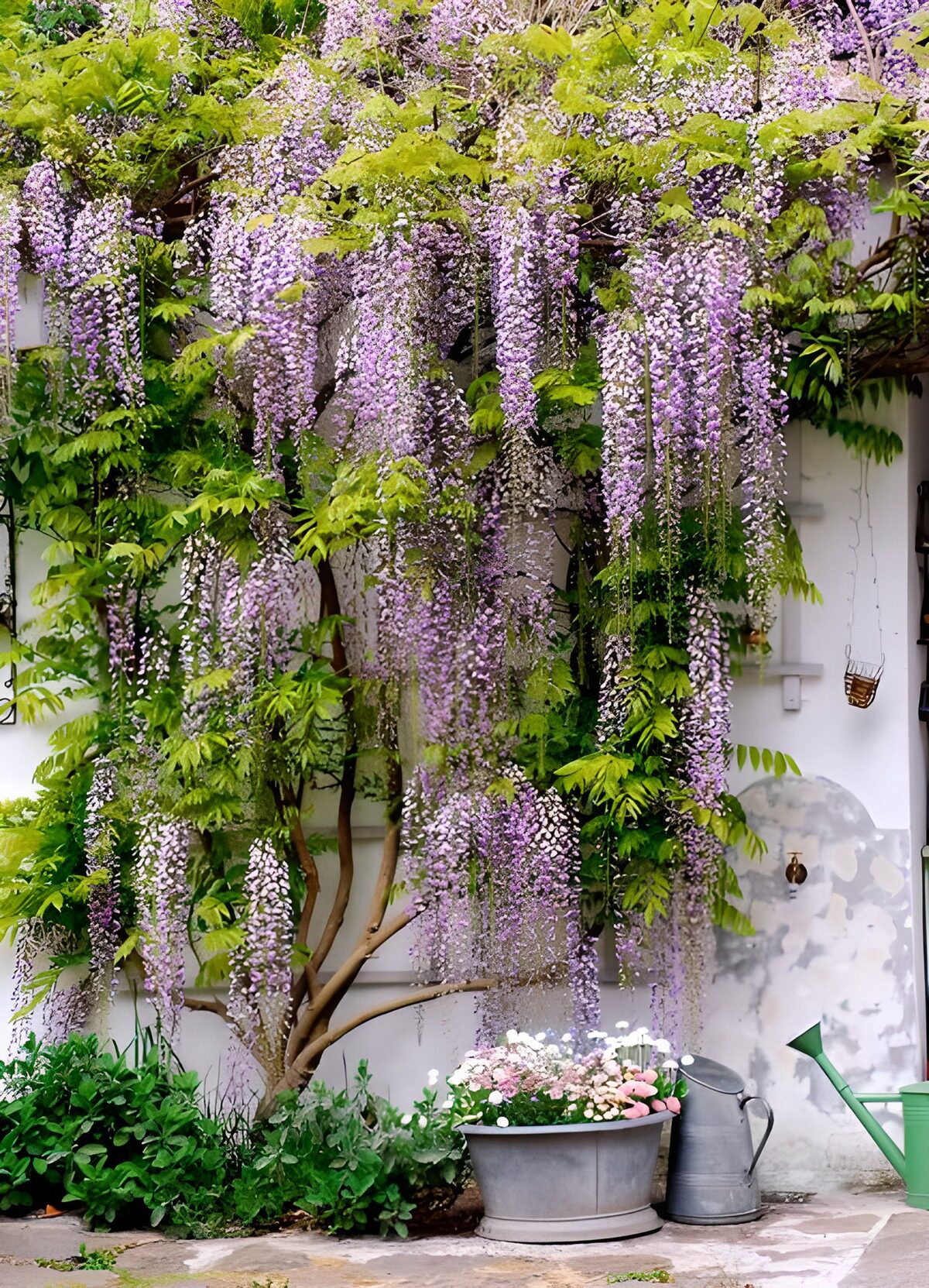 OCUK51484: Graceful Wisteria Bloom