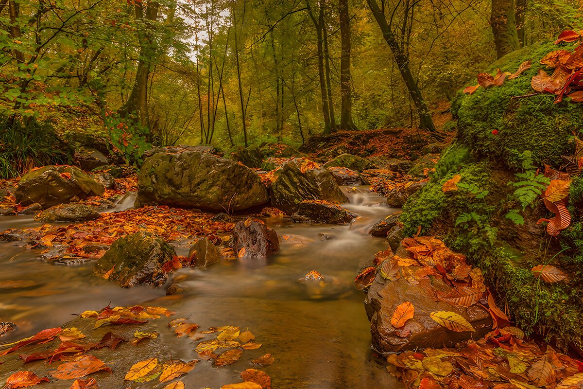 OCUK73608: Tranquil Autumn Stream