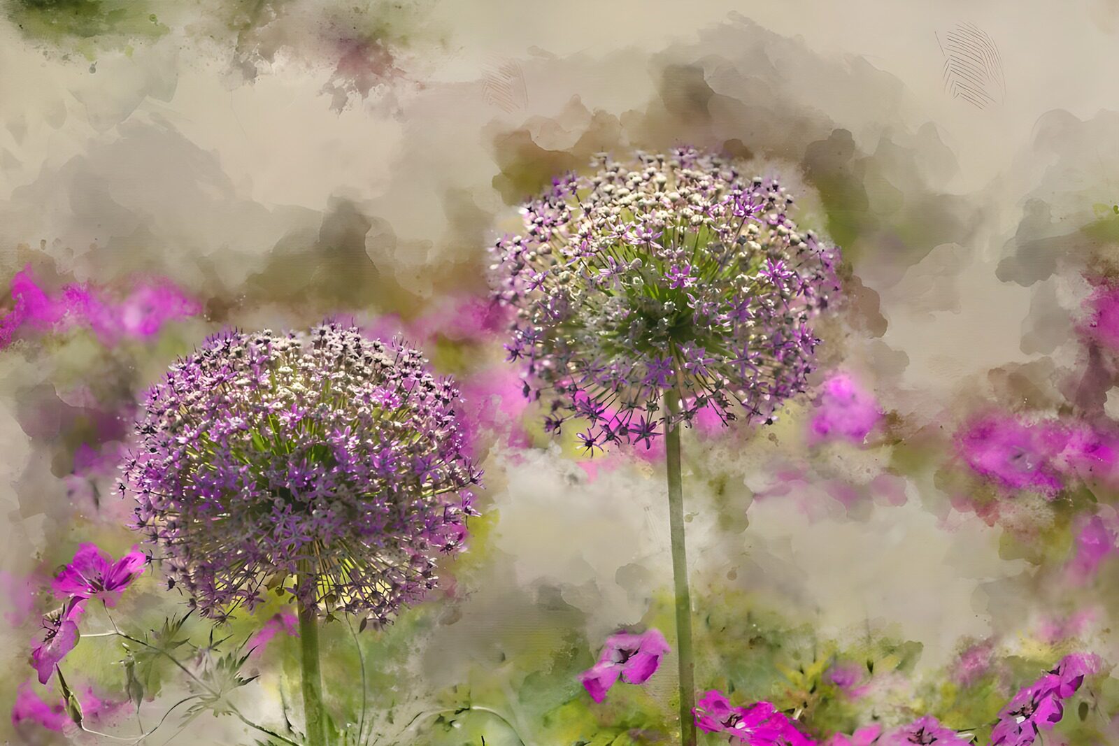 OCUK58592: Blossoming Lavender Wonders