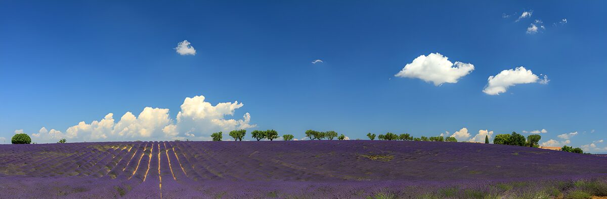 OCUK82370: Lavender Fields Under a Blue Sky