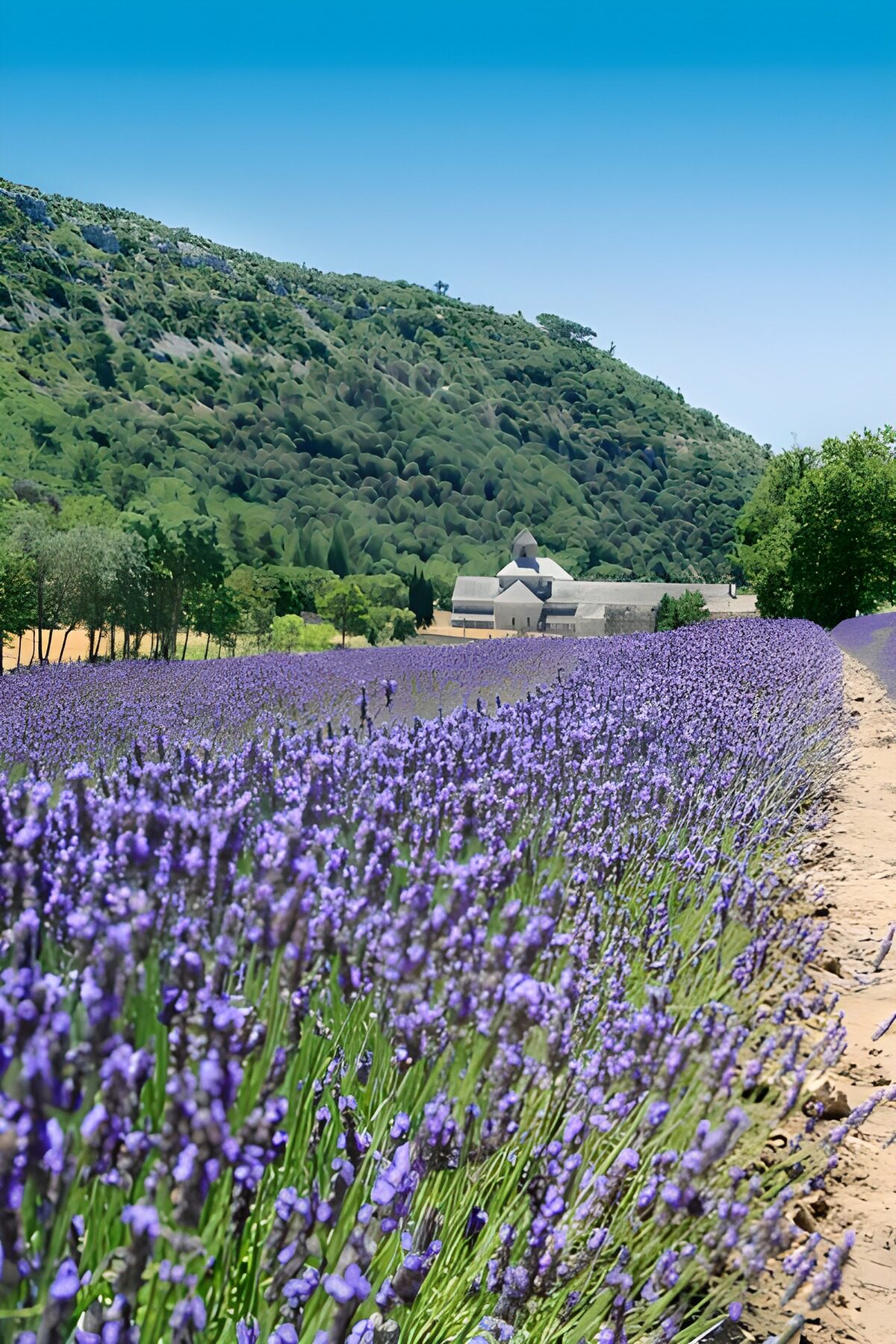 OCUK81860: Lavender fields 4