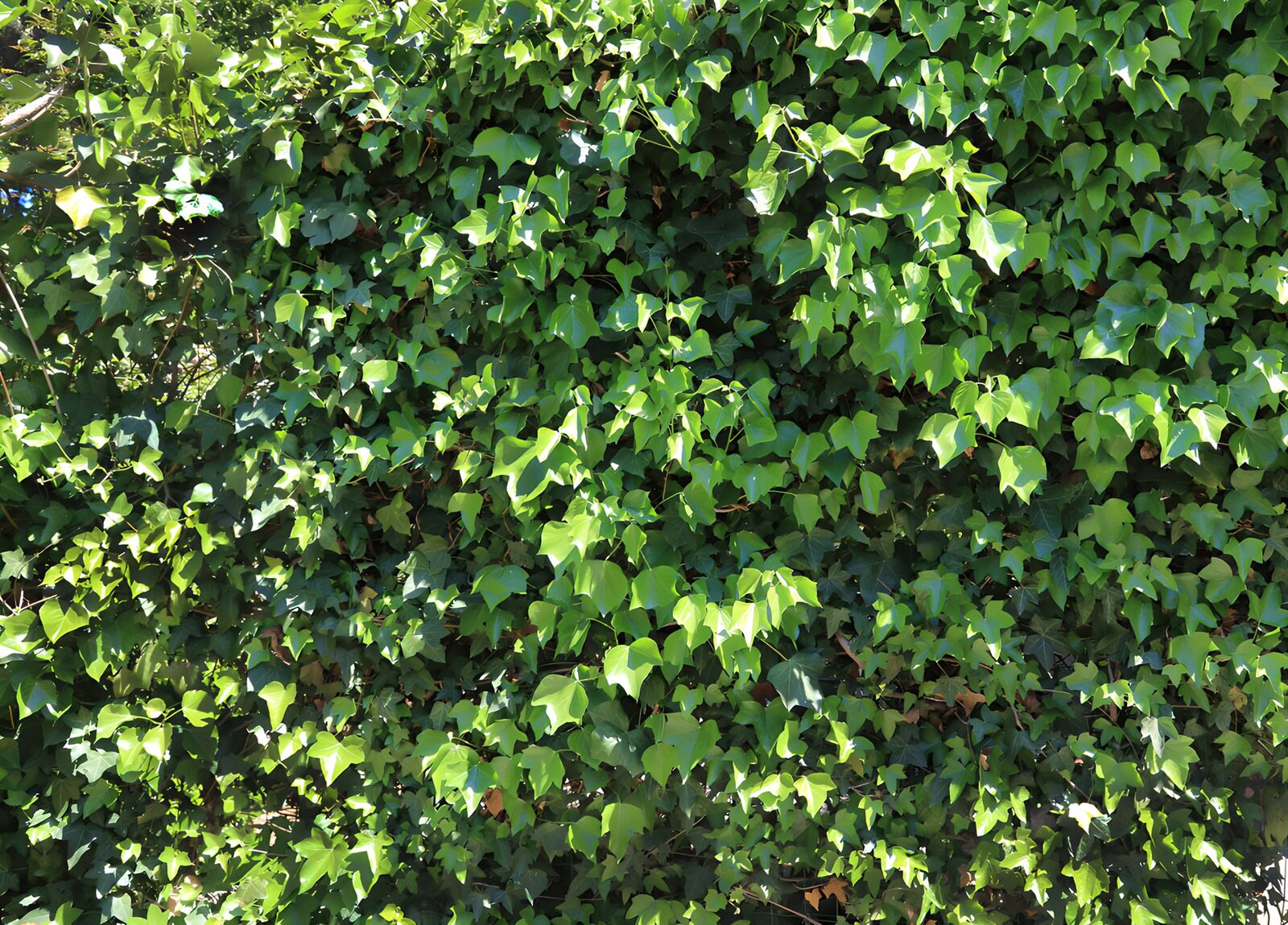 OCUK62059: Lush Green Ivy Wall