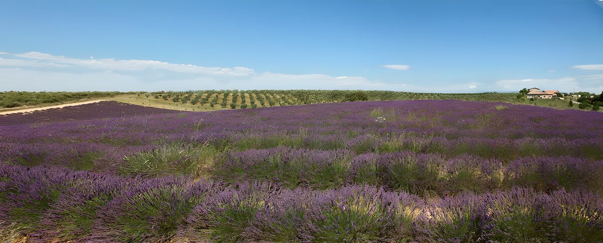 OCUK53455: Lavender Fields Under a Clear Sky