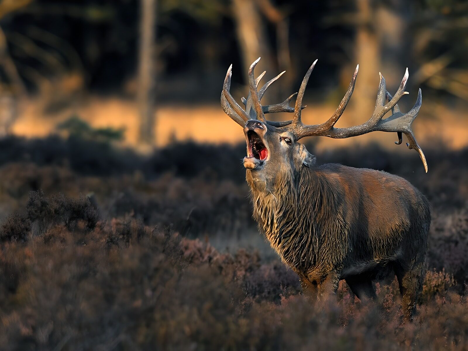 OCUK57641: Majestic Stag in the Wild