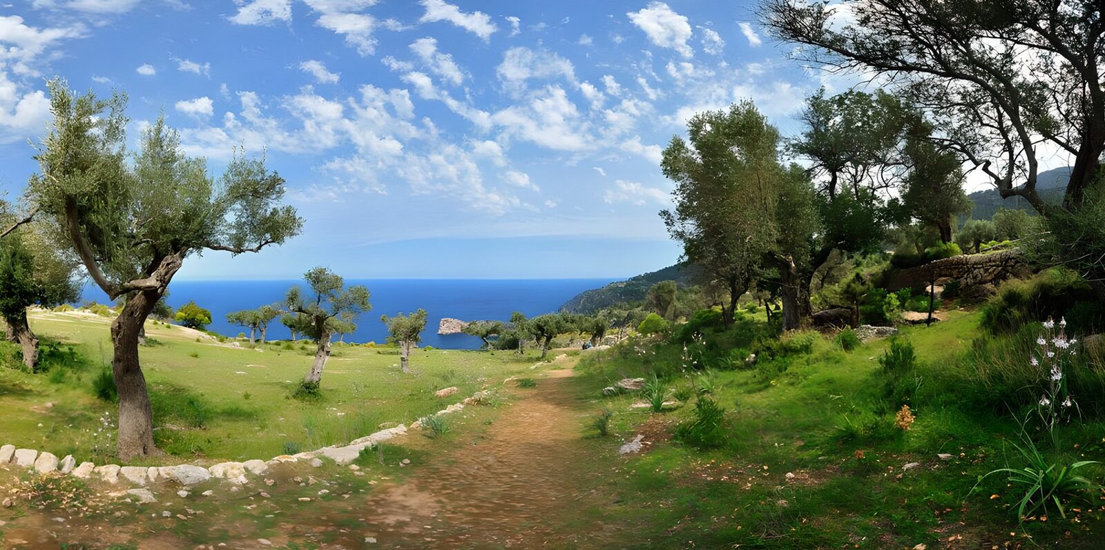 OCUK45382: Panoramic view of a pathway with beautiful trees next to it